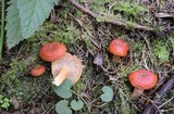 Lactarius luculentus image
