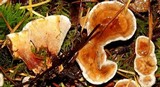 Hydnellum aurantiacum image