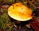Tricholoma focale image