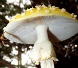 Amanita muscaria var. formosa image