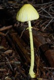 Leucocoprinus fragilissimus image