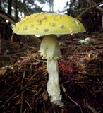 Amanita muscaria var. formosa image