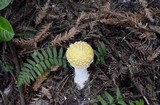 Amanita muscaria var. formosa image