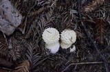 Amanita muscaria var. formosa image