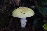 Amanita muscaria var. formosa image