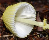 Leucocoprinus fragilissimus image