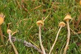 Galerina clavata image