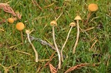 Galerina clavata image
