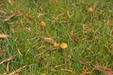 Galerina clavata image