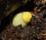 Leucocoprinus fragilissimus image