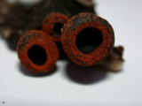 Plectania melastoma image