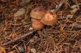 Hypholoma dispersum image