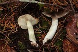 Tricholoma terreum image