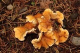 Hygrophoropsis aurantiaca image