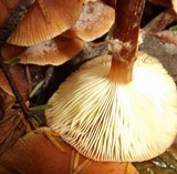 Armillaria nabsnona image