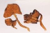 Gymnopilus magnificus image