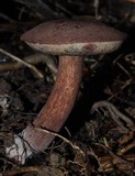 Porphyrellus brunneus image