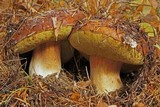 Boletus regineus image
