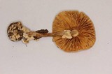 Amanita herrerae image
