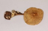 Amanita herrerae image