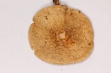 Amanita herrerae image