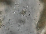 Amanita herrerae image