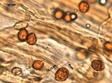 Gymnopilus magnificus image