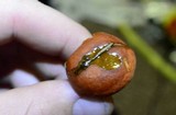 Lactarius luculentus image