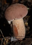 Porphyrellus brunneus image