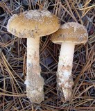 Amanita dulciarii image