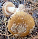 Amanita dulciarii image