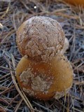 Amanita dulciarii image