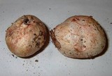 Rhizopogon rubescens image