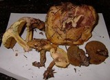 Suillus hirtellus image