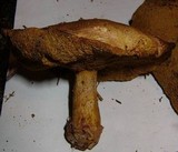 Suillus hirtellus image