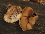 Lentinellus ursinus image