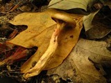 Chroogomphus ochraceus image