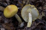 Amanita arkansana image