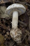 Amanita atkinsoniana image
