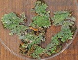 Punctelia missouriensis image