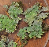 Punctelia missouriensis image