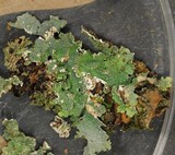 Punctelia missouriensis image