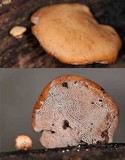 Polyporus gayanus image