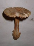 Amanita dulciarii image