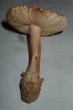 Amanita dulciarii image