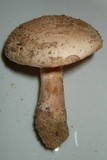Amanita dulciarii image