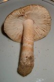 Amanita dulciarii image