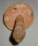 Amanita dulciarii image