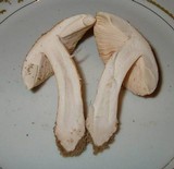 Amanita dulciarii image