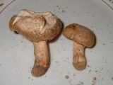 Amanita dulciarii image